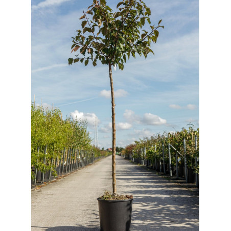 MALUS INDIAN MAGIC (Pommier d'ornement)