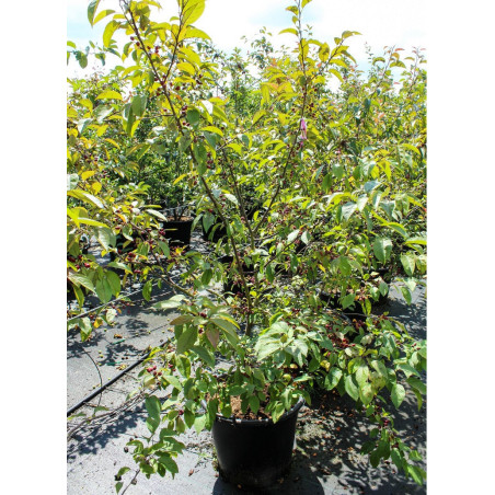 MALUS INDIAN MAGIC (Pommier d'ornement)