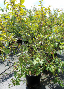 MALUS INDIAN MAGIC En pot de 50-70 litres forme buisson hauteur 150-175 cm