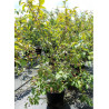 MALUS INDIAN MAGIC (Pommier d'ornement) En pot de 50-70 litres forme buisson hauteur 150-175 cm