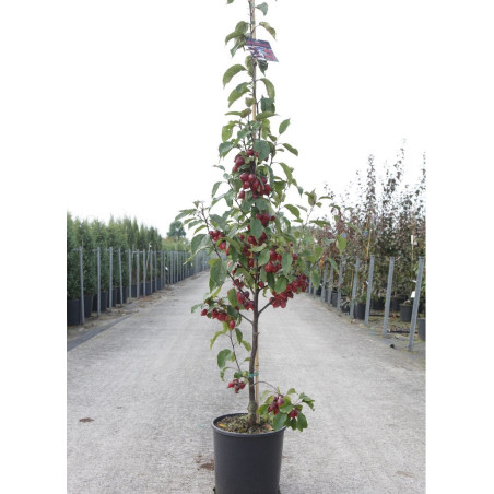 MALUS RED OBELISK® (Pommier d'ornement)