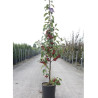 MALUS RED OBELISK® (Pommier d'ornement) En pot de 12-15 litres forme baliveau hauteur 150-200 cm