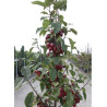 MALUS RED OBELISK® (Pommier d'ornement)