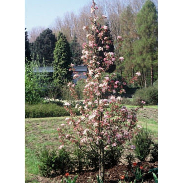 MALUS RED OBELISK® (Pommier d'ornement)