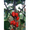 MALUS RED OBELISK® (Pommier d'ornement)