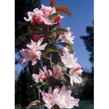 MALUS RED OBELISK® (Pommier d'ornement)