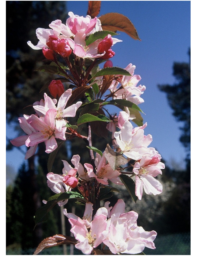 MALUS RED OBELISK® (Pommier d'ornement)