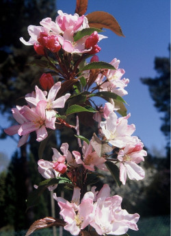 MALUS RED OBELISK®