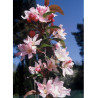 MALUS RED OBELISK® (Pommier d'ornement)