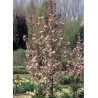 MALUS RED OBELISK® (Pommier d'ornement)