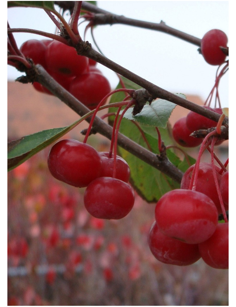 MALUS SUGAR TYME (Pommier d'ornement)