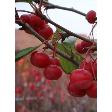 MALUS SUGAR TYME (Pommier d'ornement)