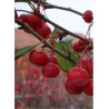 MALUS SUGAR TYME (Pommier d'ornement)