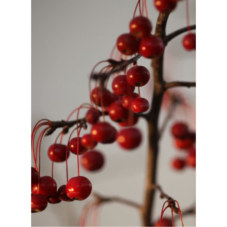 MALUS SUGAR TYME (Pommier d'ornement)
