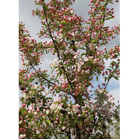 MALUS SUGAR TYME (Pommier d'ornement)