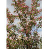 MALUS SUGAR TYME (Pommier d'ornement)