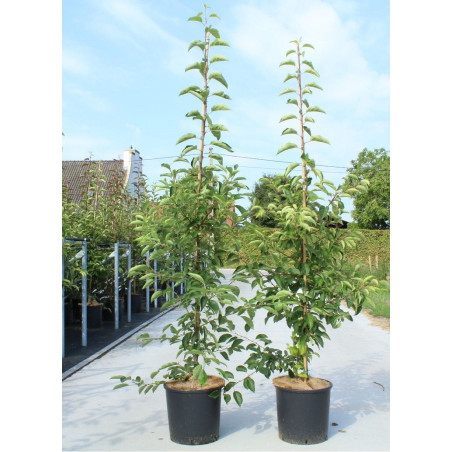 MALUS SUGAR TYME (Pommier d'ornement)