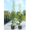 MALUS SUGAR TYME (Pommier d'ornement) En pot de 12-15 litres forme baliveau hauteur 150-200 cm