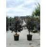 MALUS toringo SCARLETT (Pommier d'ornement) En pot de 12-15 litres forme buisson hauteur 080-100 cm