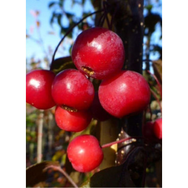 MALUS toringo SCARLETT (Pommier d'ornement)