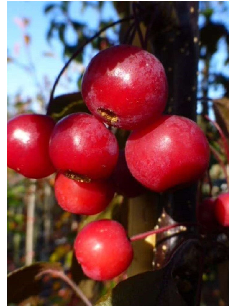 MALUS toringo SCARLETT (Pommier d'ornement)