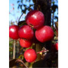 MALUS toringo SCARLETT (Pommier d'ornement)