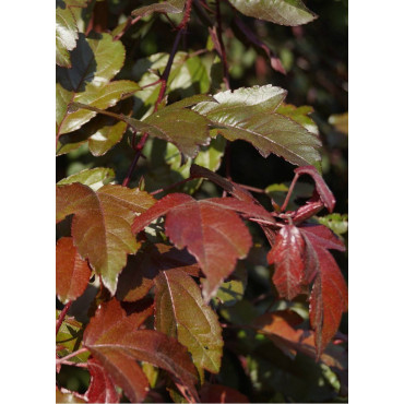 MALUS toringo SCARLETT (Pommier d'ornement)