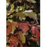 MALUS toringo SCARLETT