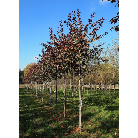 MALUS toringo SCARLETT (Pommier d'ornement)