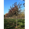 MALUS toringo SCARLETT