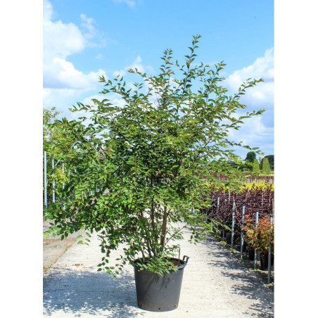 PRUNUS THE BRIDE (Cerisier à fleurs The Bride)