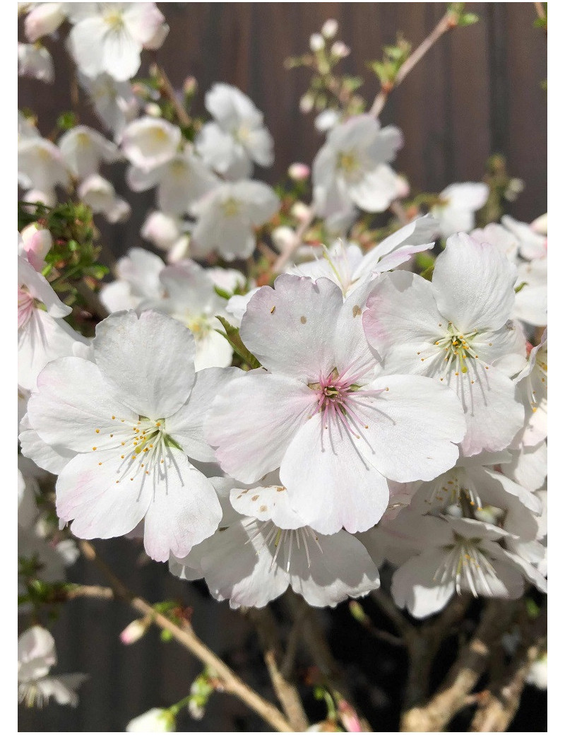 PRUNUS THE BRIDE (Cerisier à fleurs The Bride)