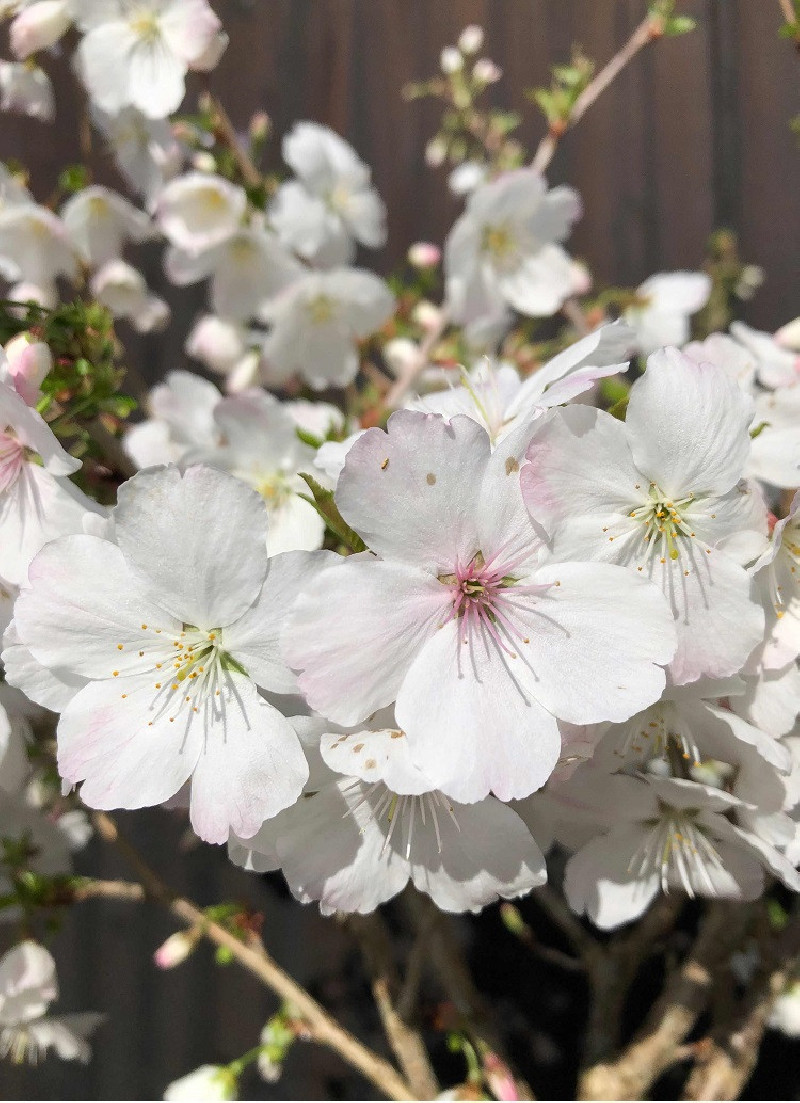 PRUNUS THE BRIDE