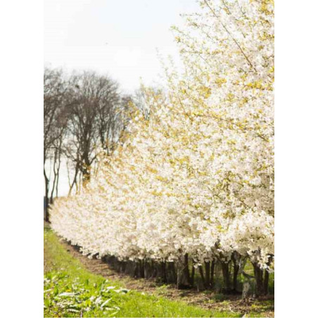 PRUNUS THE BRIDE (Cerisier à fleurs The Bride)