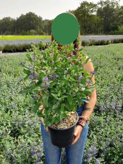 CARYOPTERIS clandonensis GRAND BLEU En pot de 4-5 litres
