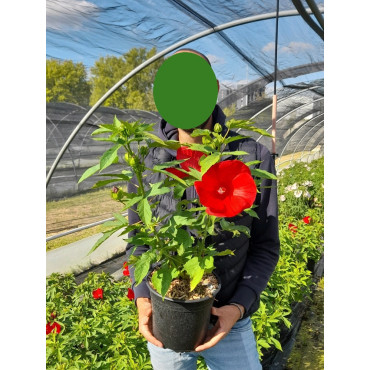 HIBISCUS moscheutos ROUGE (Hibiscus des marais) En pot de 4-5 litres