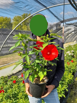 HIBISCUS moscheutos ROUGE En pot de 4-5 litres