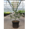 PONCIRUS trifoliata En pot de 10-12 litres