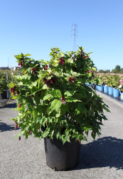LEYCESTERIA formosa GOLDEN LANTERNSEn pot de 25-30 litres