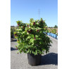 LEYCESTERIA formosa GOLDEN LANTERNS Notbruce (Arbre aux faisans) En pot de 25-30 litres forme buisson