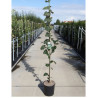 TILIA tomentosa En pot de 12-15 litres hauteur 150-200 cm