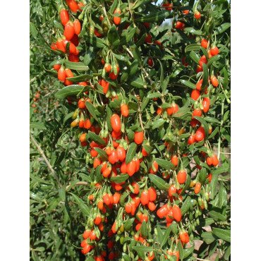 GOJI BIG LIFEBERRY® (Lycium barbarum)