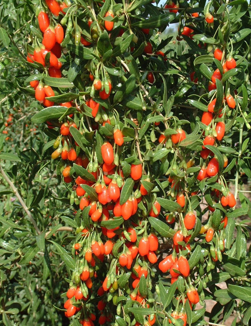 GOJI BIG LIFEBERRY® (Lycium barbarum)