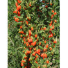 GOJI BIG LIFEBERRY® (Lycium barbarum)