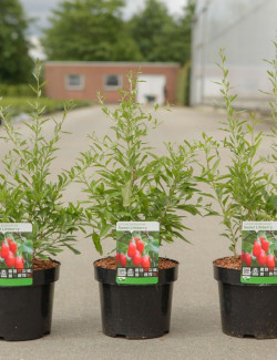 GOJI SWEET LIFEBERRY En pot de 3-4 litres