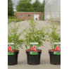 GOJI SWEET LIFEBERRY® (Lycium barbarum) En pot de 3-4 litres forme buisson hauteur 030-040 cm