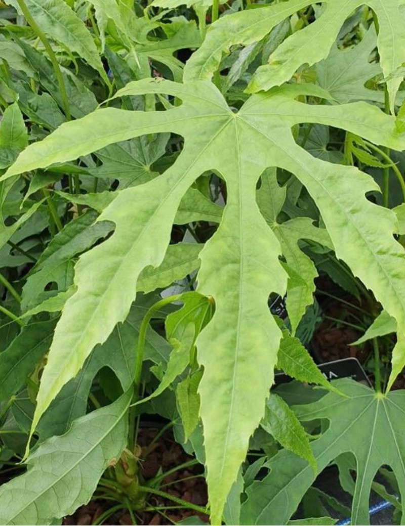 FATSIA polycarpa GREEN FINGERS (Aralia de Taïwan, Fatsia)