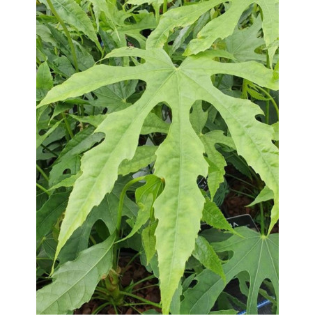 FATSIA polycarpa GREEN FINGERS (Aralia de Taïwan, Fatsia)