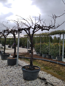 VIGNE DE TABLE En pot forme tige avec un vieux tronc