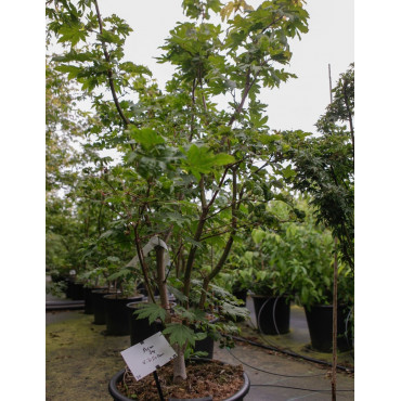 ACER japonicum VITIFOLIUM (Érable du Japon) En pot de 35-50 litres forme buisson hauteur 125-150 cm